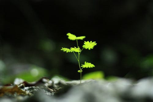 Cho tâm về lối vô thường