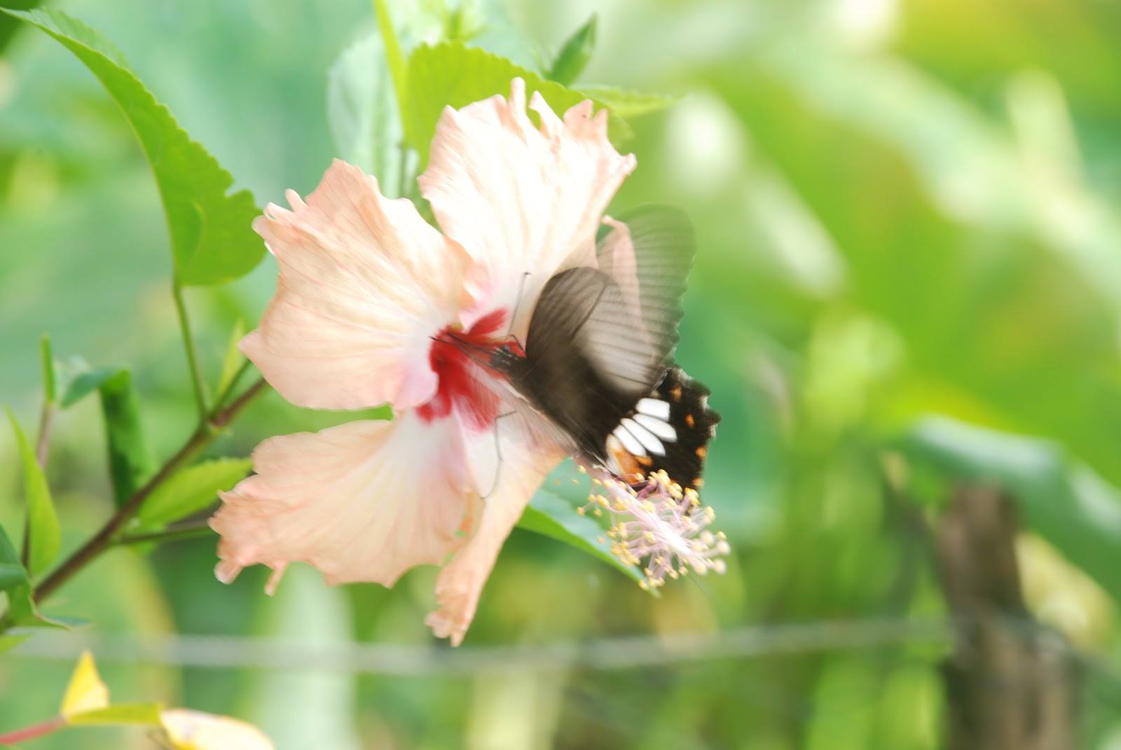 Tình Bướm và Hoa